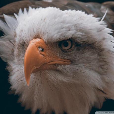 Condor90bh Condor Github - Premium Ocean Wallpaper Gallery - 8K