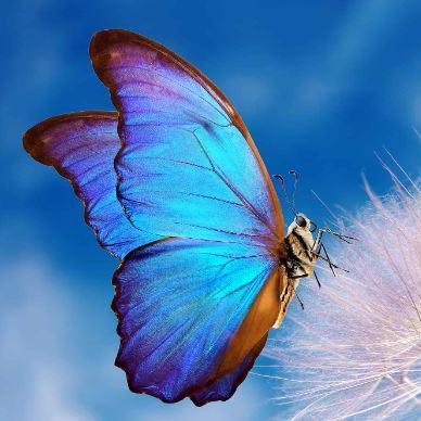 Jahnavi Pennabadi Jahnavi Github - Best Geometric Backgrounds in Mobile