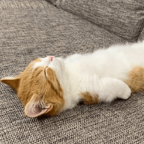 Larstomas Tomas B Ckman Github - Premium City Image Gallery - 8K