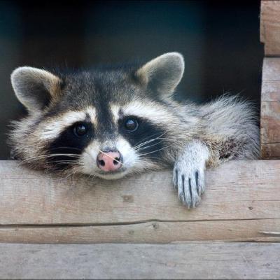 Ginssseng Evgeniya Mishchenko Github - Premium Abstract Image Gallery - HD