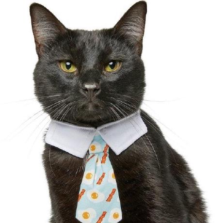 Github Alexei Altus Cats - Mountain Images - Incredible 4K Collection