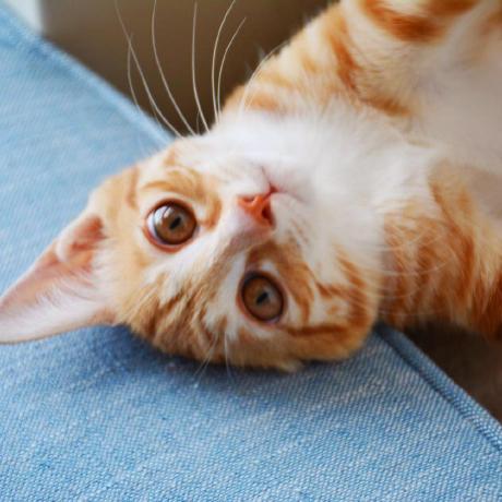 Github Eyeoo123 Ren - Ultra HD Light Photos for Desktop