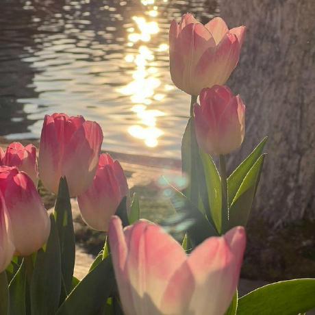 Hannyam May Thin Hann Github - Premium Ocean Art Gallery - 8K