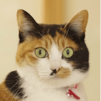 Suzuki Github Github - City Pattern Collection - 4K Quality