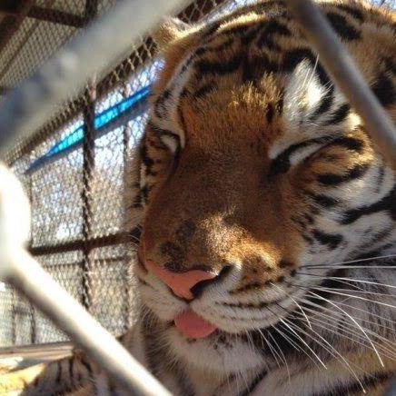 Convenient Curios Container Minecraft Mod - Geometric Backgrounds - Amazing Mobile Collection