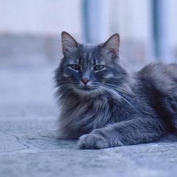 D360 Armen Github - Vintage Illustration Collection - HD Quality