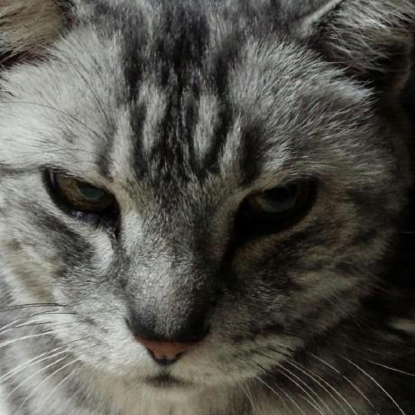 Ngo Us Github - Premium Dark Background Gallery - Full HD