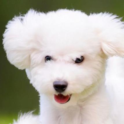 Matteo Go Matteo Gora Github - Premium Nature Pattern Gallery - Retina