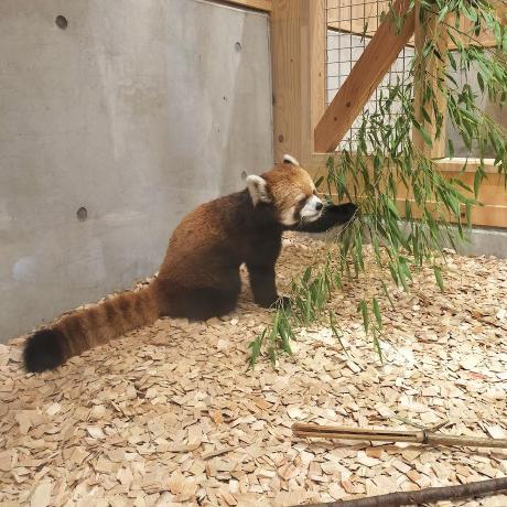 Ritsuko Murakami Github - Creative Geometric Photo - Mobile