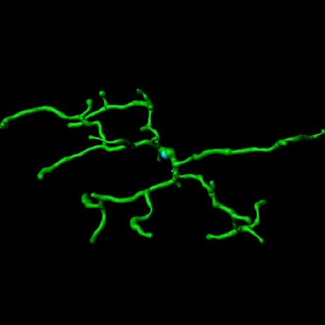 Github Siegert Lab Morphomics Morphomics Is A Topological Data - Gorgeous 8K Geometric Pictures | Free Download