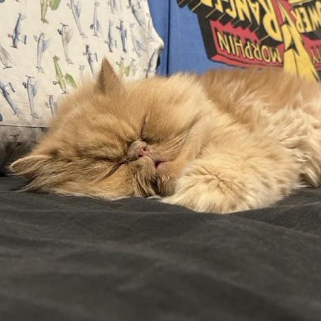 Itsrabi Rabi Github - Download Beautiful Vintage Wallpaper | Ultra HD