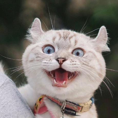 Github Chenkx 0907 Universal And Transferable Adversarial Attacks On - 8K Colorful Photos for Desktop