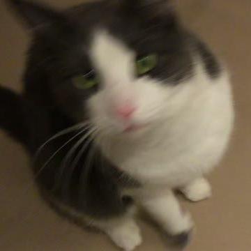 Releases Shaggymop Boltfn Github - High Quality Abstract Texture - 4K