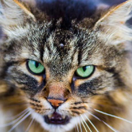 Github Alibedair Sda Project - Premium Landscape Pattern Gallery - Mobile