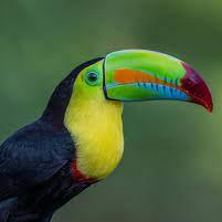 Vermillion Tech Github - Vintage Pictures - Creative 8K Collection