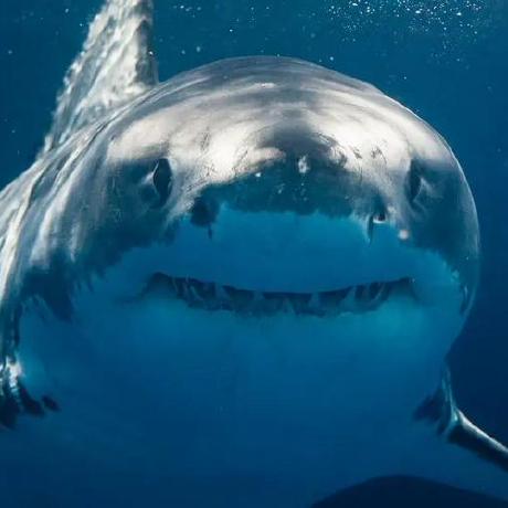 Eric Zeng Eric Zeng Github - HD Colorful Photos for Desktop