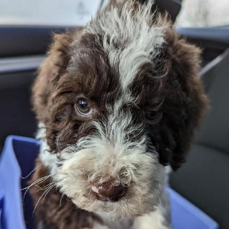 Shane Granger Github - Classic Vintage Illustration - Desktop