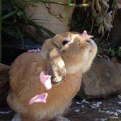 Github Rabbits Sys Survivexjtu - Full HD Colorful Images for Desktop