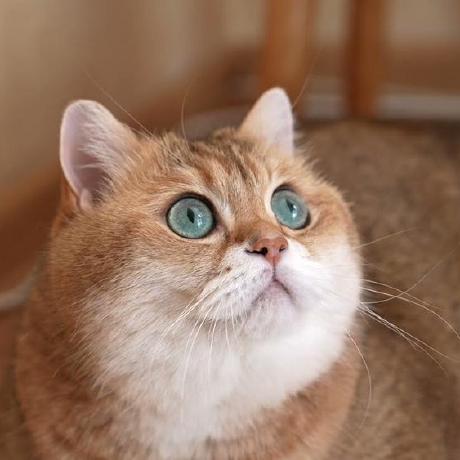 Github Kunis Teo Linkuni Back Linkuni - Elegant 8K Sunset Photos | Free Download