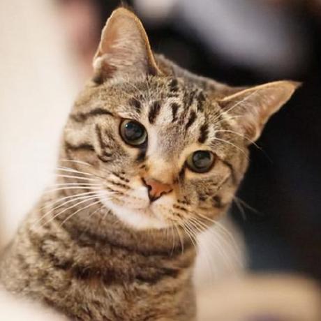 Github Pcherenkov Udpxy Lightweight Network Traffic Relay Daemon - Premium Space Image Gallery - 4K