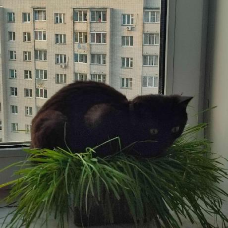 Leo100486 Leo Cruz Github - Download Gorgeous Colorful Image | Ultra HD