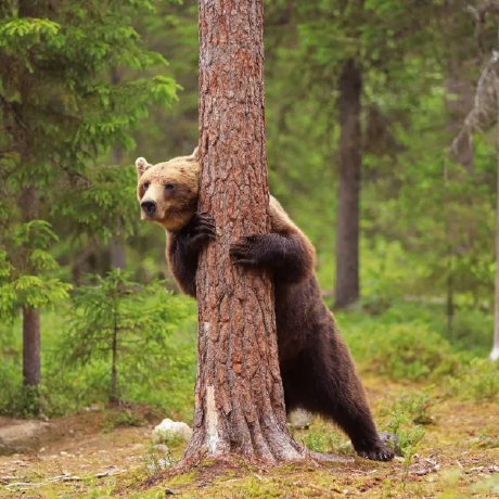 Ours Github - Download Professional Nature Illustration | Full HD