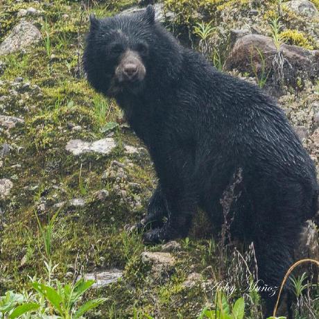 F Gallego Github - 8K Nature Images for Desktop