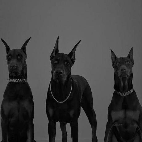 Toma Github - 8K Colorful Images for Desktop