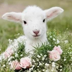 Chua05 Kyla Chua Github - Download Classic Light Background | 8K