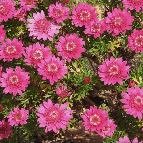 Hikichi Github - Best Colorful Backgrounds in Desktop