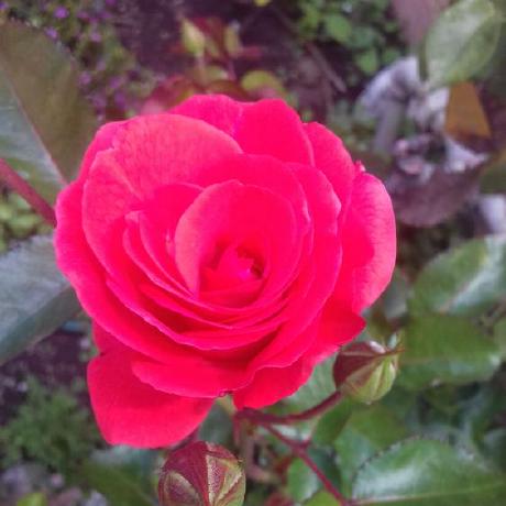 Wingless Archangel Github - Nature Wallpaper Collection - HD Quality