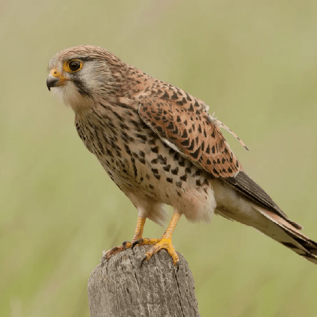 Kes Github - Modern Full HD Ocean Arts | Free Download