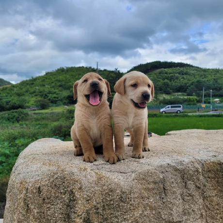 Github Mypuppy Launcher Kr 4879 - 8K Ocean Wallpapers for Desktop