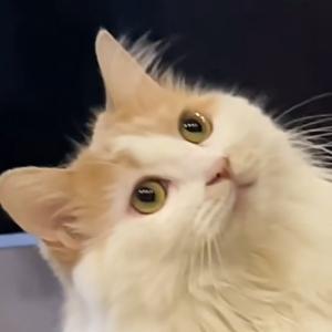 Github Linyz2z Sysu Lang2 - Gradient Image Collection - Full HD Quality