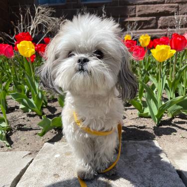 Github Jainulhasan Aos Lab - Gorgeous Mountain Image - Retina