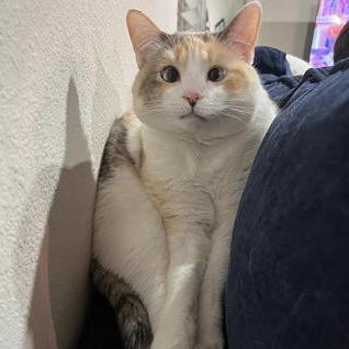 Starfelll Github - Best Vintage Textures in Full HD