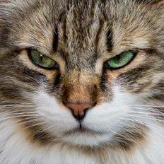 Dylanrowland Github - Gradient Patterns - Amazing Ultra HD Collection