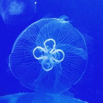 Shikidayo Shiki Github - Stunning Ultra HD Sunset Wallpapers | Free Download