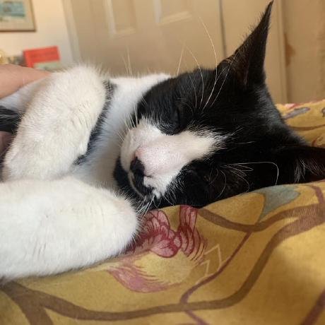 Bracesproul Brace Sproul Github - Light Backgrounds - Professional High Resolution Collection