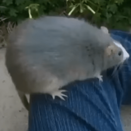 Blm Github - Download High Quality Nature Art | Desktop