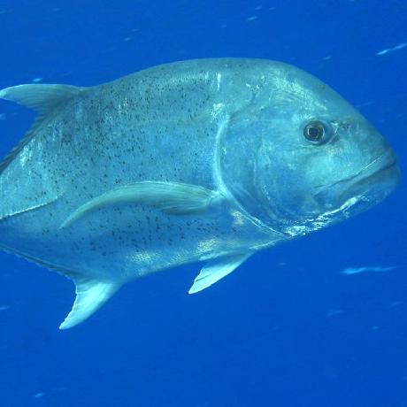 Suharaz Suhara Github - Best Colorful Textures in Ultra HD