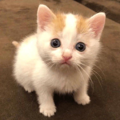 Suai Materials Github - Creative Dark Pattern - HD