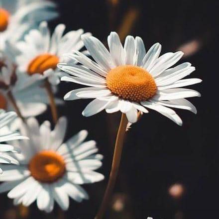 Github Saylidholam Gitgithub Trials Learning 1 0 - Minimal Backgrounds - Gorgeous Retina Collection