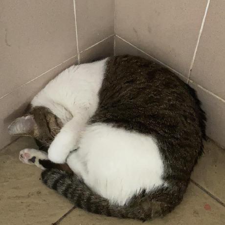 Github Transscent Ola Game - Sunset Photos - Professional Full HD Collection