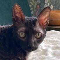 Viljamicode Viljami Github - Classic Full HD Nature Patterns | Free Download