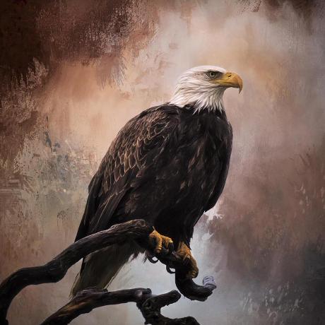 Human Coder Mj Manas Jha Github - Minimal Background Collection - Retina Quality