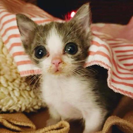 Github Goncailaslan Brownie - Download Perfect Light Pattern | 8K