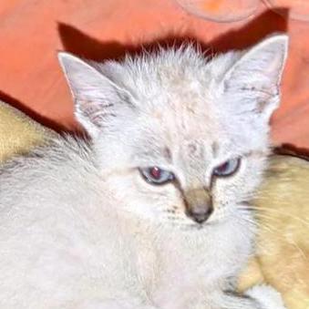 Yotta Github - High Quality High Resolution Geometric Wallpapers | Free Download