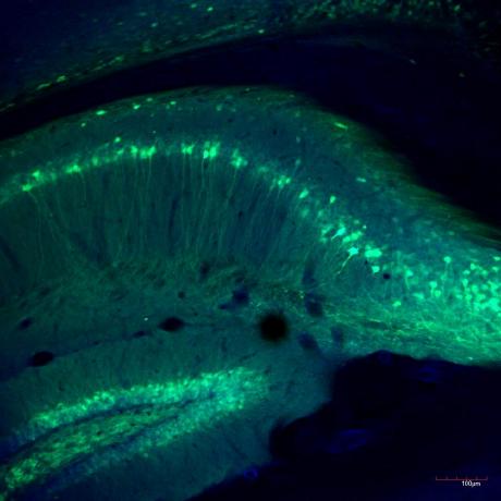 Markuswahl 2 Markus Wahl Github - Download Elegant Vintage Photo | Retina