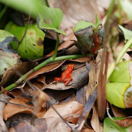 Fg It Github - Ocean Design Collection - High Resolution Quality